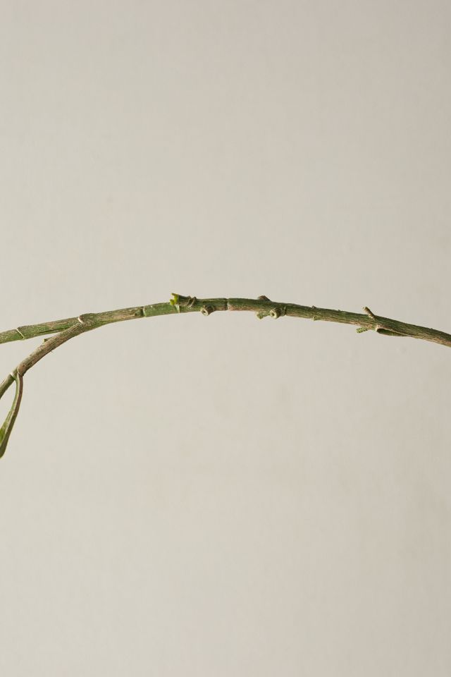 Faux Hanging Plant #1