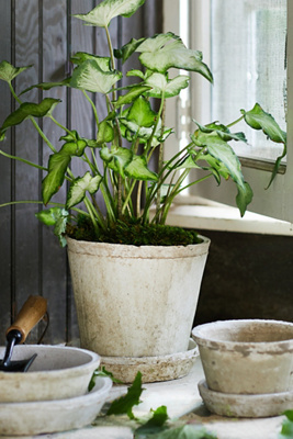 Earth Fired Clay Pot + Saucer, Set of 3 product page
