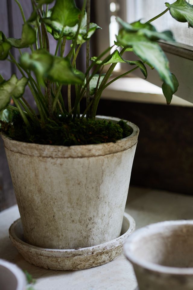 Earth Fired Clay Pot + Saucer, Set of 3 #1