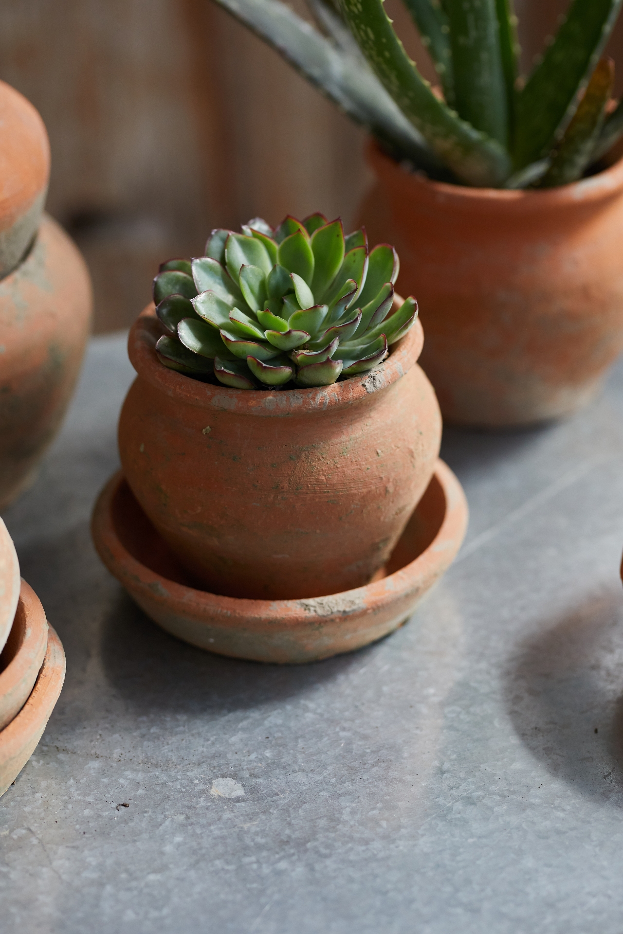 Earth Fired Clay Natural Curve Pots + Saucers, Set of 3 Sizes