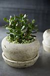 Earth Fired Clay White Curve Pots + Saucers, 2 Sizes Set