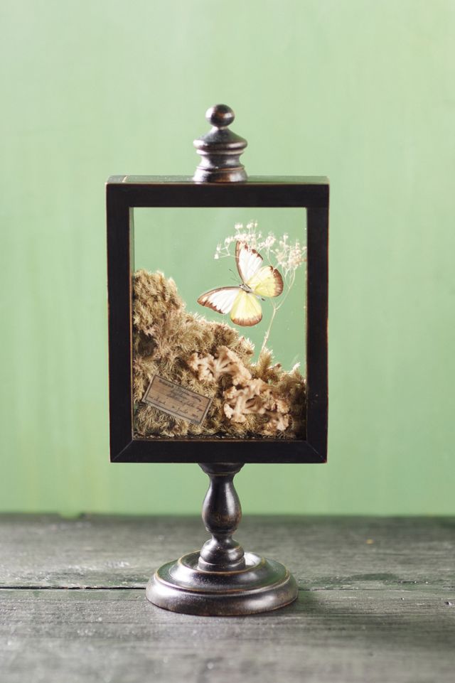 Natural Botanicals Curio Display Frame #1