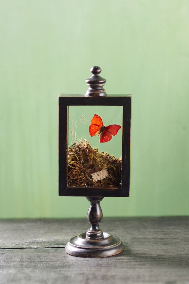 Natural Botanicals Curio Display Frame #2