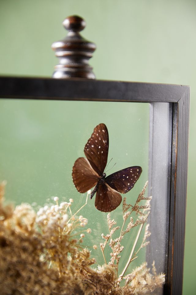 Natural Botanicals Curio Display Frame #3