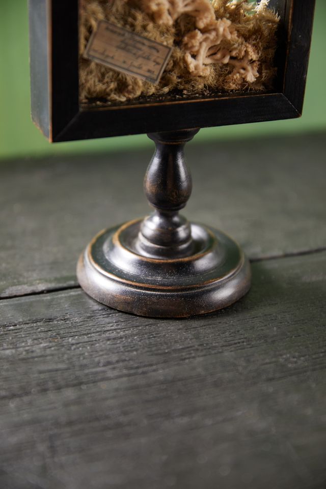 Natural Botanicals Curio Display Frame #4