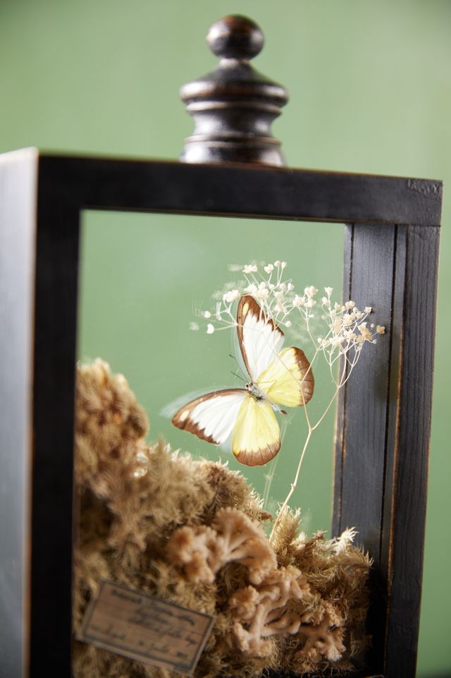Natural Botanicals Curio Display Frame #5