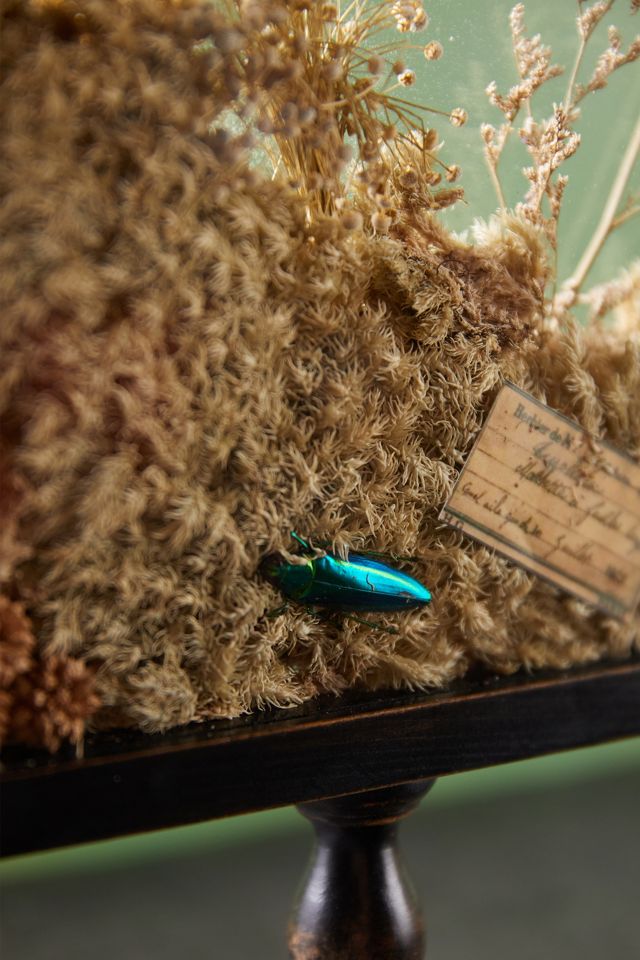 Natural Botanicals Curio Display Frame #6