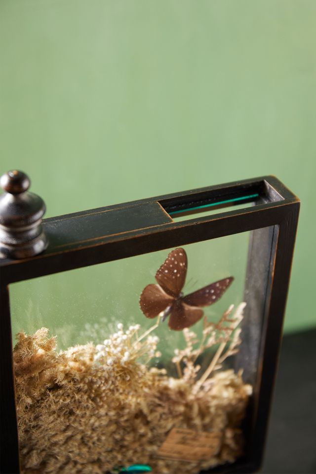 Natural Botanicals Curio Display Frame #7