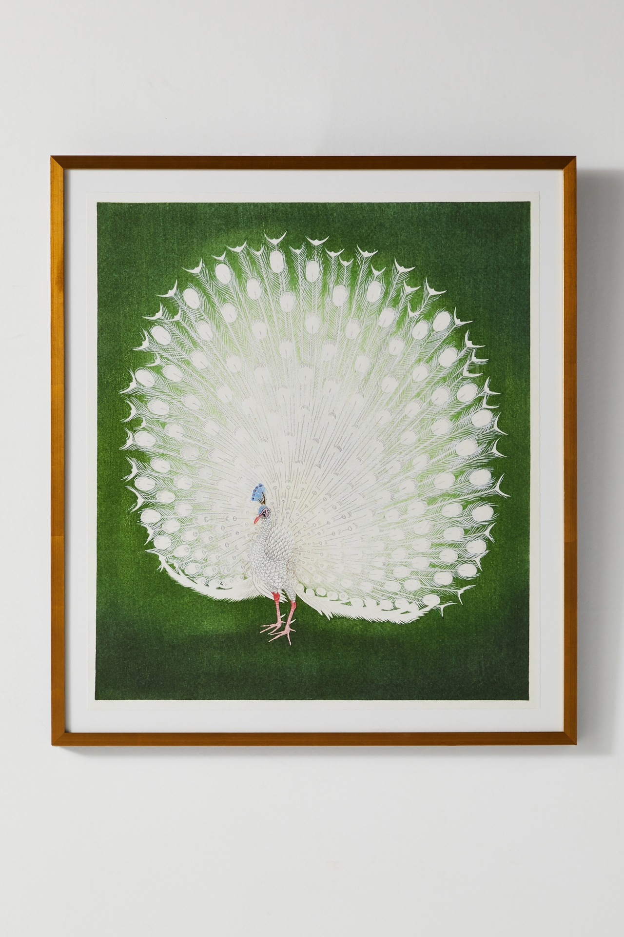 White Peacock Wall Art