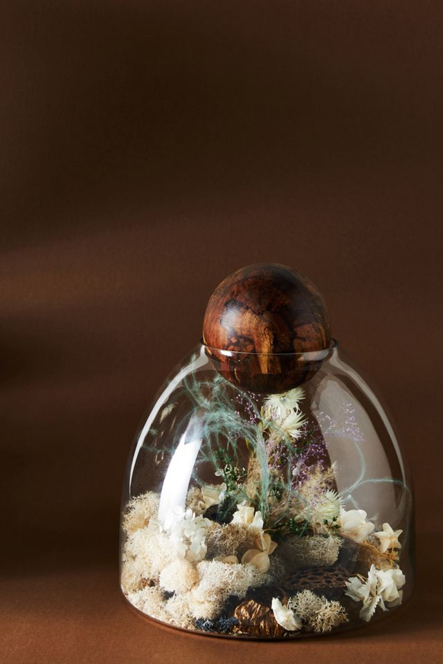 Botanical Sphere Curiosity Terrarium #1