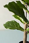 Faux Fiddle Leaf Fig Tree, 2.5 #3