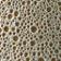 Ivory Pattern