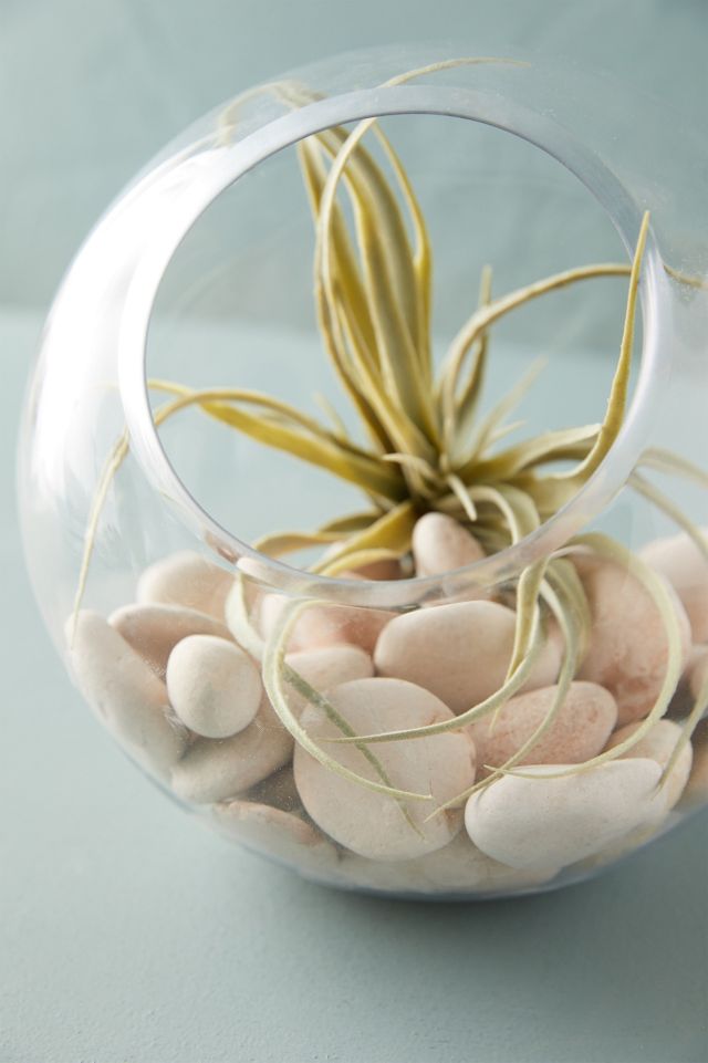 Angled Fishbowl Terrarium #2