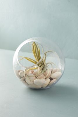 Angled Fishbowl Terrarium