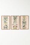 Botanical Triptych Wall Art | AnthroLiving