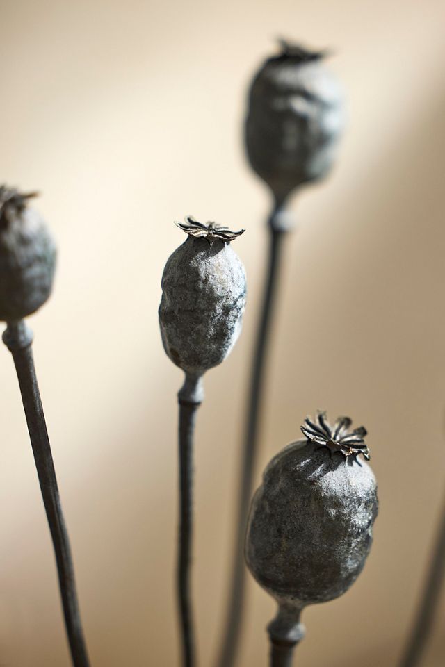 Dried Papaver Bunch #1