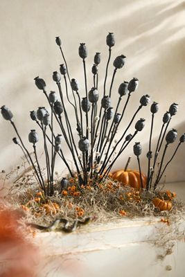 Dried Papaver Bunch