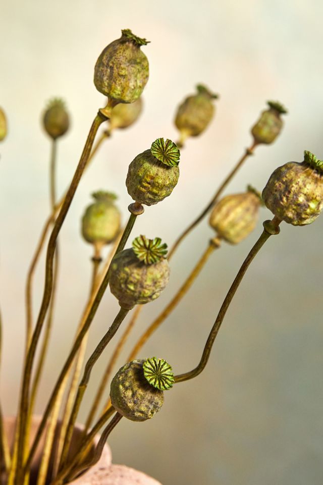 Dried Papaver Bunch #1