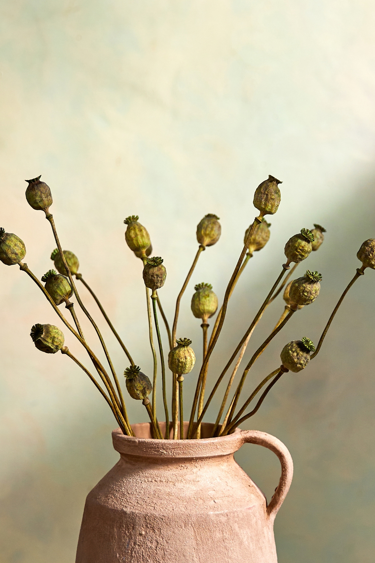 Dried Papaver Bunch