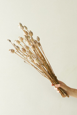 Terrain Dried Papaver Bunch In Neutral