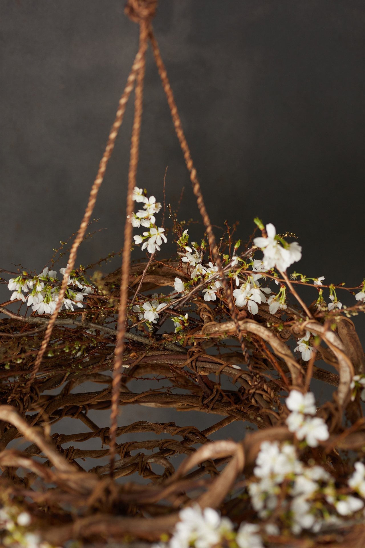 Hanging Crazy Vine Trellis