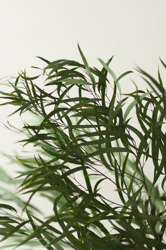 Preserved Eucalyptus Nicoly Bunch, Green #1