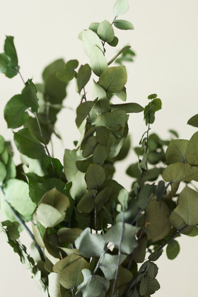 Preserved Stuartiana Eucalyptus Bunch, Green #1
