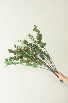 Preserved Stuartiana Eucalyptus Bunch, Green