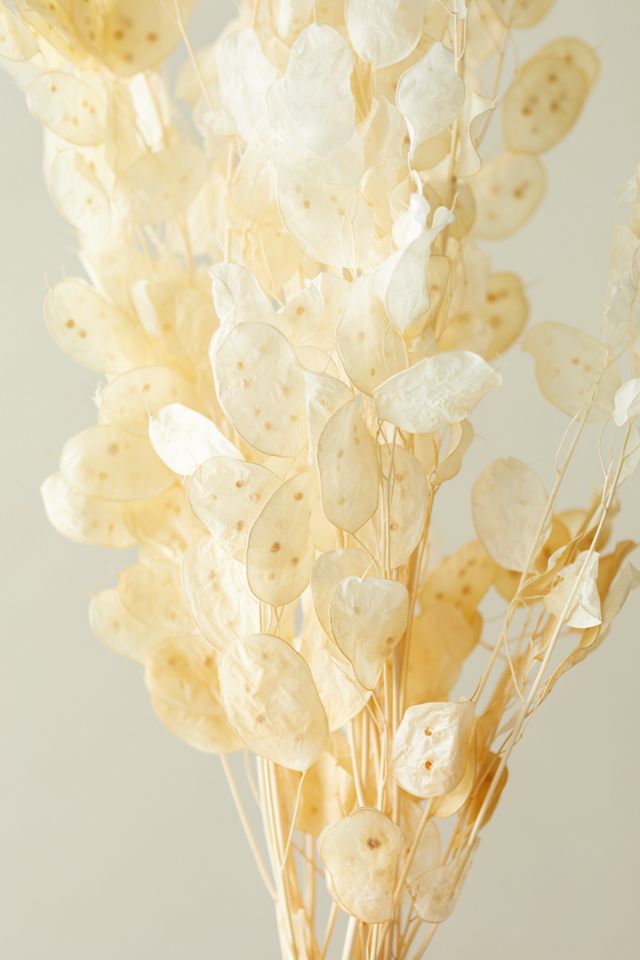 Dried Lunaria Bunch #2