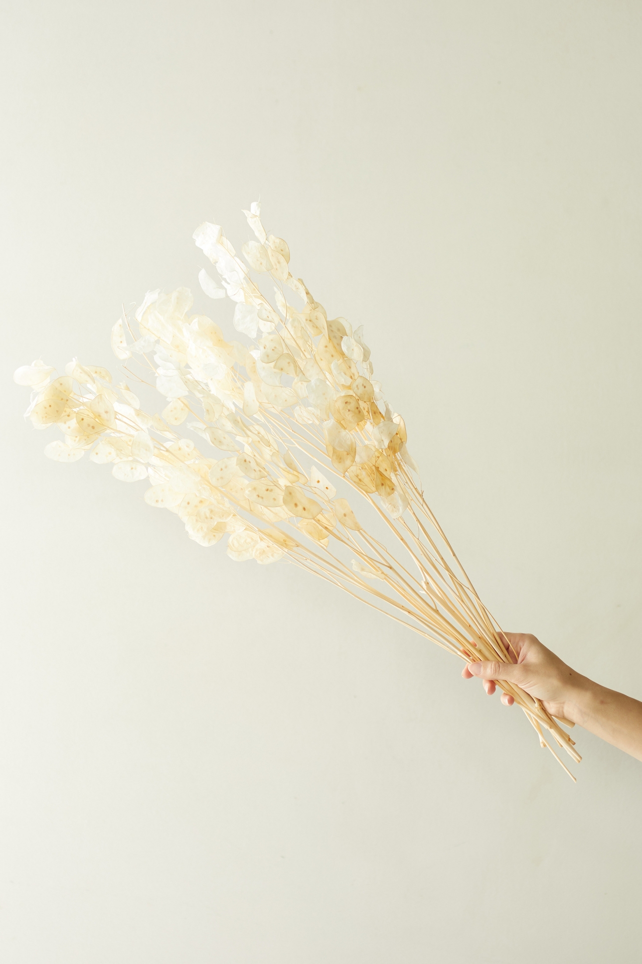 Dried Lunaria Bunch