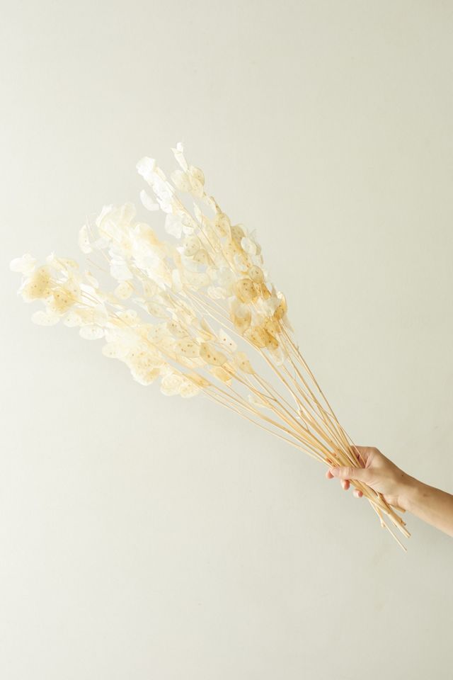 Dried Lunaria Bunch #3