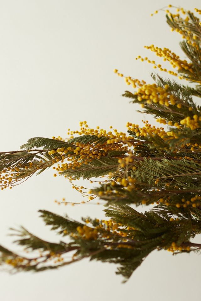 Preserved Mimosa Bunch #1