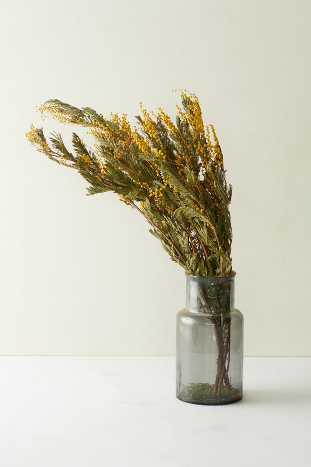 Preserved Mimosa Bunch #2