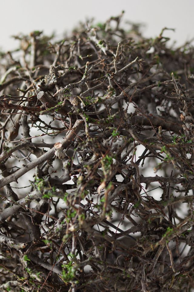 Wild Bonsai Sphere #1