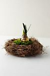 Fern Root Basket Pot