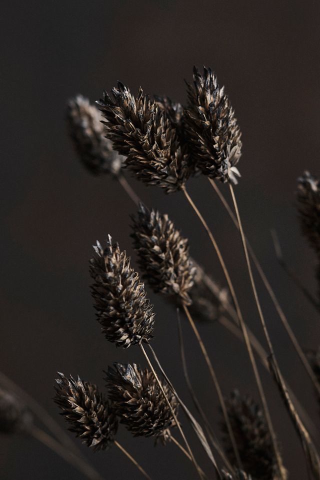 Dried Phalaris Bunch #1