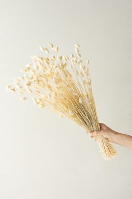 Dried Phalaris Bunch