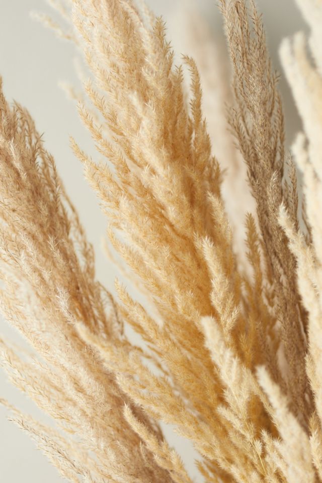 Dried Pampas Grass Bunch #2
