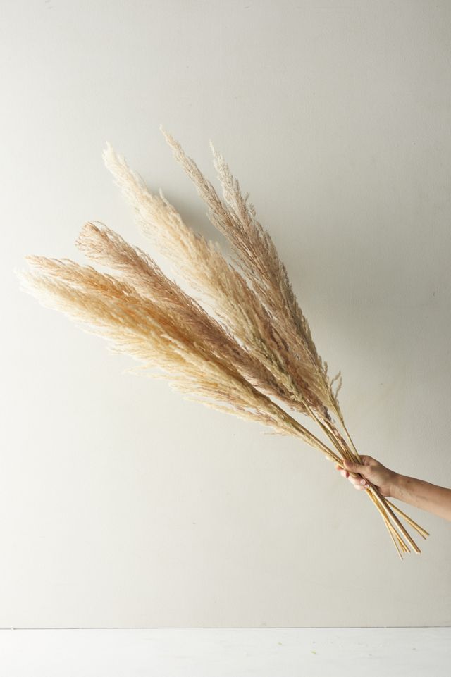 Dried Pampas Grass Bunch #1