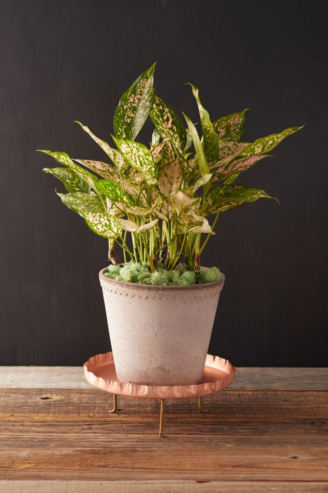 Copper Plant Tray #1