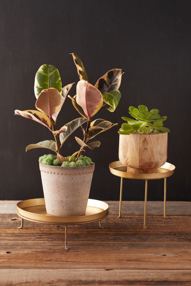 Brass Plant Tray #3