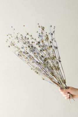 Dried Eryngium Bunch