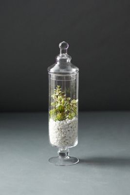 Lidded Apothecary Terrarium