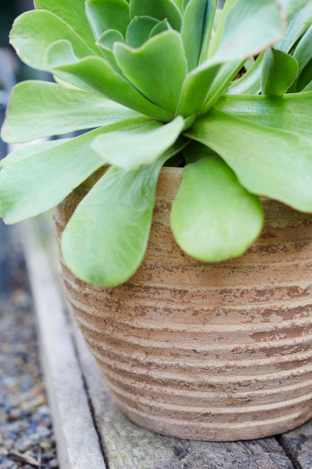 Antiqued Ring Ceramic Jar Planter #4