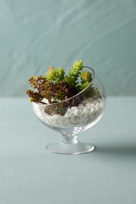 Footed Spotlight Terrarium, Small