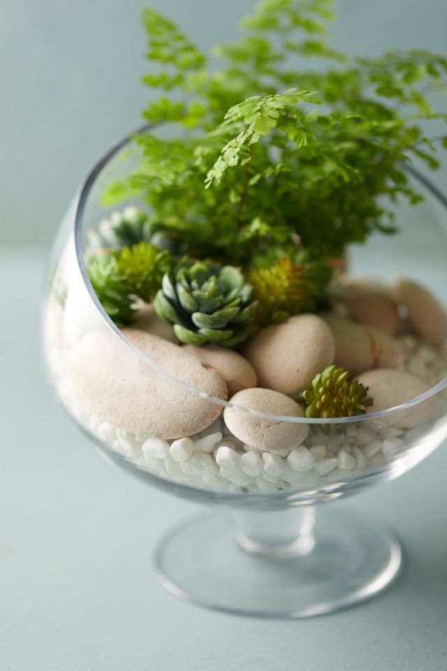 Footed Spotlight Terrarium, Medium #2