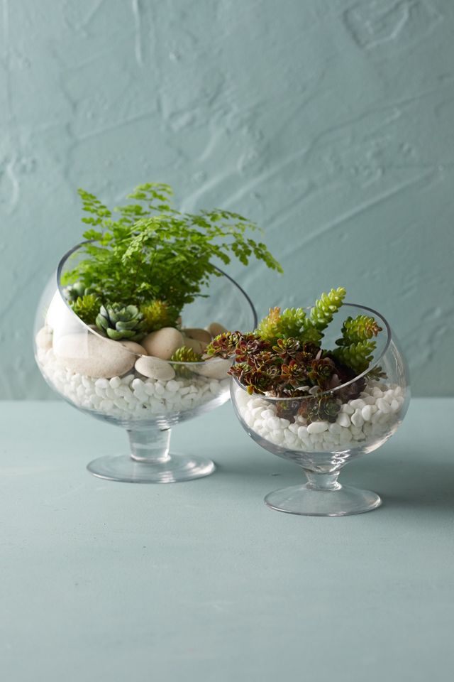 Footed Spotlight Terrarium, Medium #4