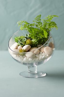 Footed Spotlight Terrarium, Medium