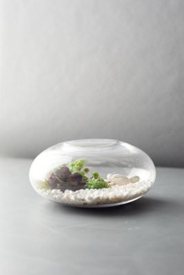 Sphere Terrarium, Small