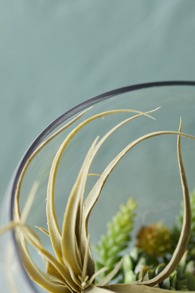Angled Circular Terrarium, Medium #2